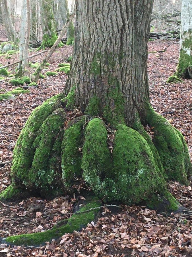 Liten Stuga Mitt I Naturen Pa Kinnekulle Hällekis Exterior foto